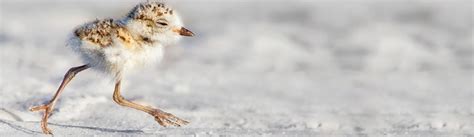 Poised to Fly, Snowy Plover Chicks Face a Challenge | American Bird Conservancy