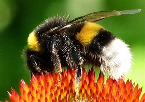 The Bumble Bee: Fuzzy, Buzzy, and Fast -The Honeybee Conservancy