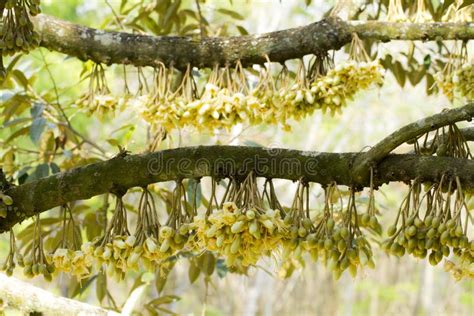 Durian flowers bud stock image. Image of orchard, harvest - 89227849