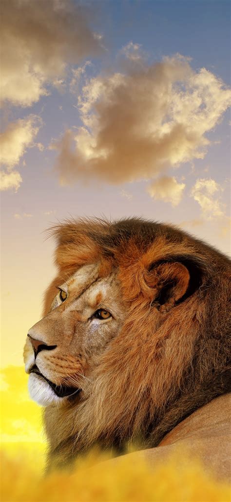 1125x2436 Lion Ultra Hd 4k Iphone XS,Iphone 10,Iphone X HD 4k Wallpapers, Images, Backgrounds ...