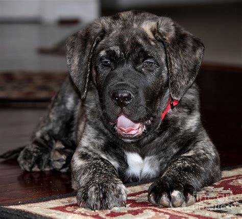 American Mastiff Puppies