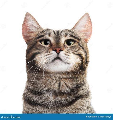 Portrait of Cute Serious Cat Stock Photo - Image of isolated, feline ...