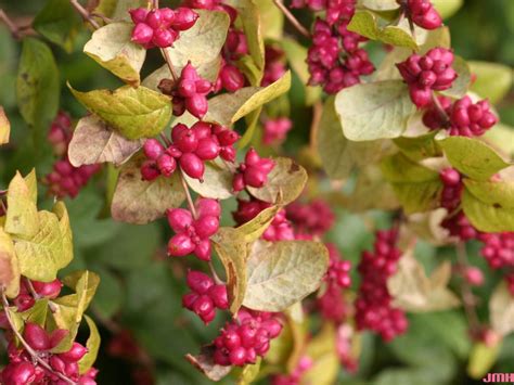 Coralberry | The Morton Arboretum