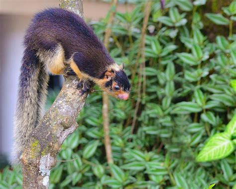 Grizzled giant squirrel (Ratufa macroura) | Taken at Belihul… | Flickr