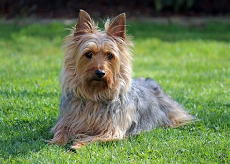 Australian Silky Terrier Breed Guide - Learn about the Australian Silky Terrier.