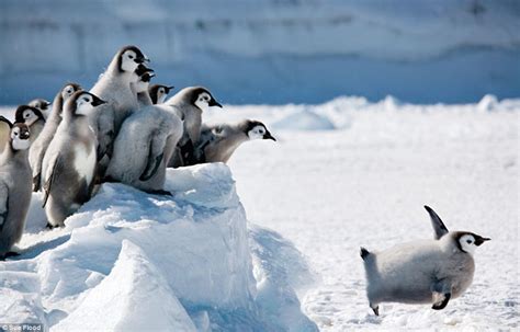 My favourite polaroids: Award-winning Arctic photographer's best images ...