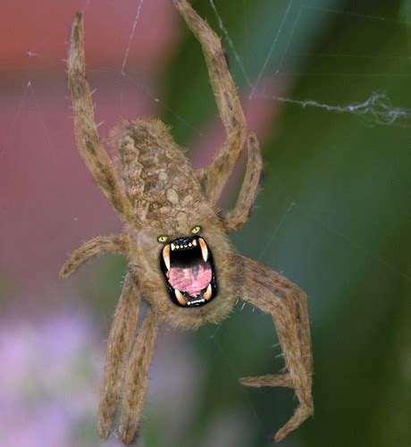 spider bite | 021506 -~This is a photo manipulated picture, … | Flickr