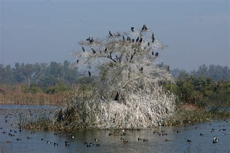 Yamuna Biodiversity Park | Sahapedia