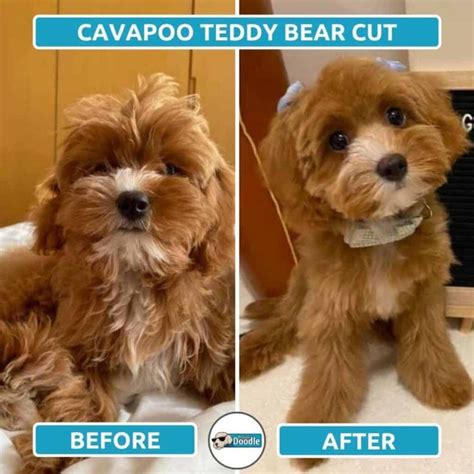 Cavapoo Haircuts: Before & After Grooming Style Photos! in 2023 | Puppy grooming, Dog grooming ...