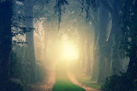 Forest, path, light, trees, foggy, Nature, HD wallpaper | Peakpx