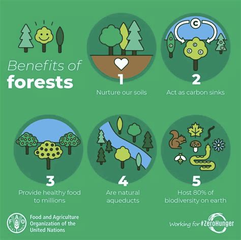 5 Things You Might Not Know About Forests – But Should - EcoWatch