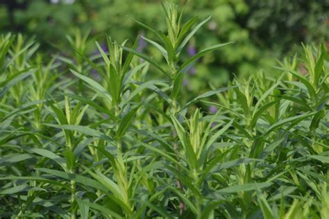 What Is Tarragon? Planting, Growing and Using the Tarragon Herb ...