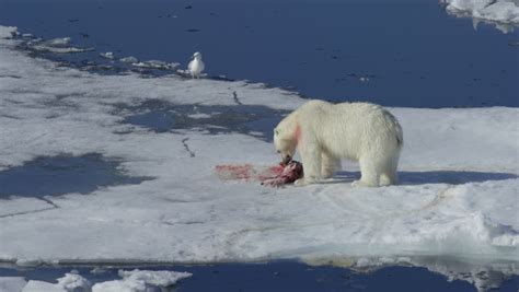 Polar Bear Eating Seal On Ice Polar Bear Eating Seal On Ice In Spitsbergen Norway Stock Footage ...