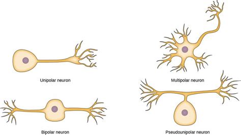 Neurons and Glial Cells - Biology 2e - OpenStax