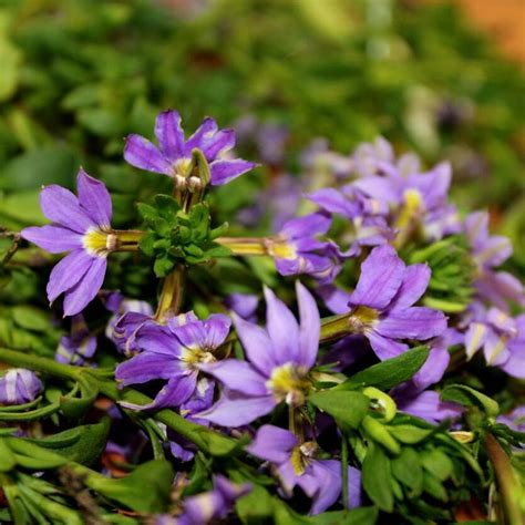 Scaevola Mauve Clusters – Divine Plants Online Shop