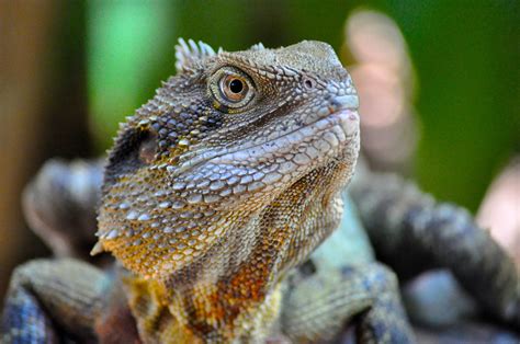 Lizard Up Close Free Stock Photo - Public Domain Pictures