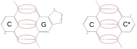 Hydrogen bonds structure resemblance between Guanine-Cytosine canonical... | Download Scientific ...