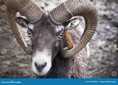 Portrait of a Ram. Animal with Horns Stock Image - Image of mouflon ...