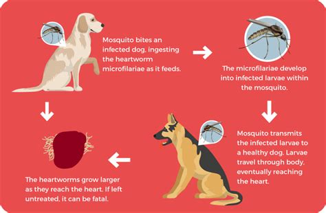 Can Dogs Get Heartworms From Mosquitoes