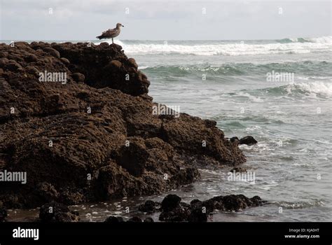 Piha Beach, New Zealand Stock Photo - Alamy