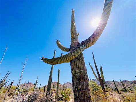 saguaro national park | National Parks Family