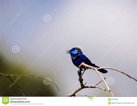 Splendid Fairy wren stock photo. Image of fairy, wildlife - 97923620