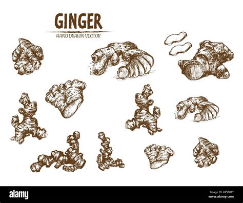 Digital vector detailed line art ginger root hand drawn retro illustration collection set. Thin ...