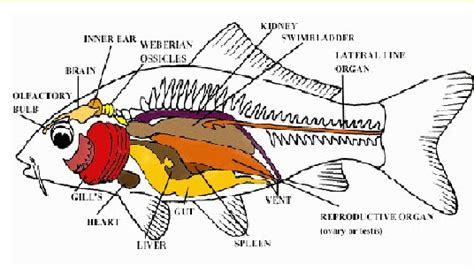 Anatomi Ikan Mas