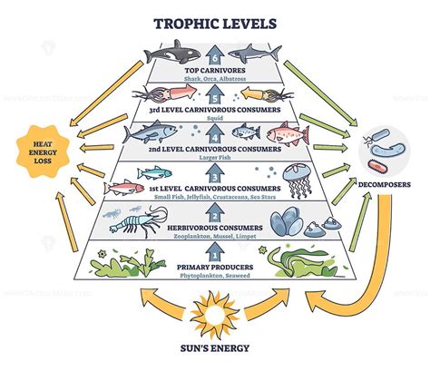 Trophic levels in water wildlife as ocean food chain pyramid outline ...