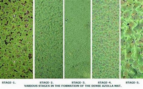 Techie2Aggie: Azolla Cultivation 101