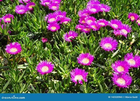 The Flower of the Carpobrotus Edulis Stock Image - Image of bright, garden: 142520965