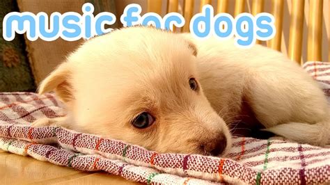 15 HOURS of Soothing Anxiety Music for Dogs and Puppies! 🐕💤 - YouTube