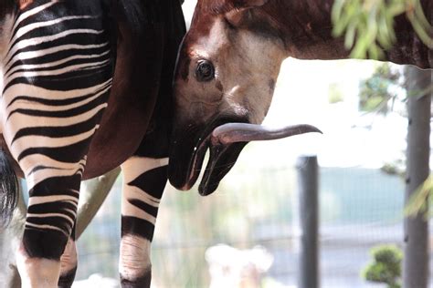 Animal Tongues | Gallery of Weird Tongue Pics of Animals