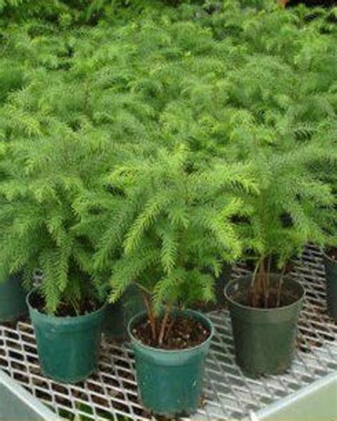 Norfolk Island Pine – Vickery Wholesale Greenhouse