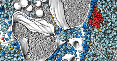 Cryo-Electron Tomography - Cell Biology - Life in Atomic Resolution