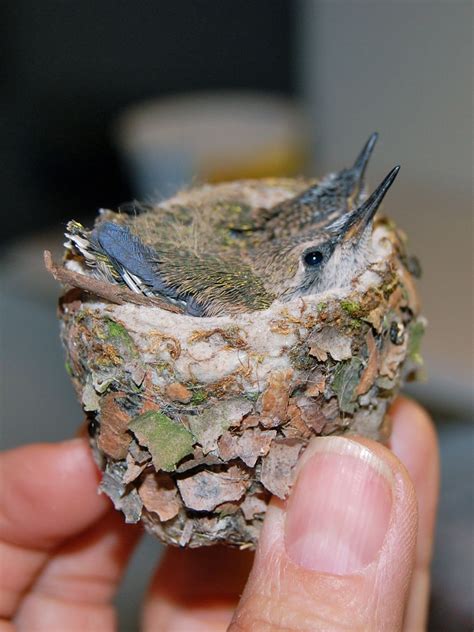 Baby Hummingbirds | Baby hummingbirds, Pet birds, Hummingbird