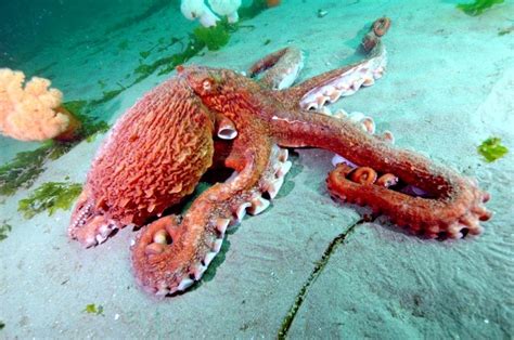 Giant Pacific Octopus Facts, Habitat, Diet, Life Cycle, Baby, Pictures