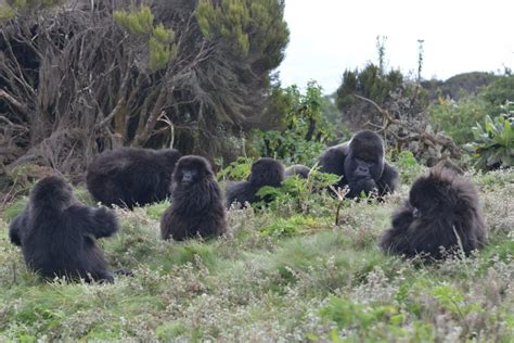 Gorilla protection helps many critical species - Dian Fossey Gorilla Fund