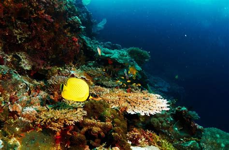 7 World-Class Diving Spots in Cebu