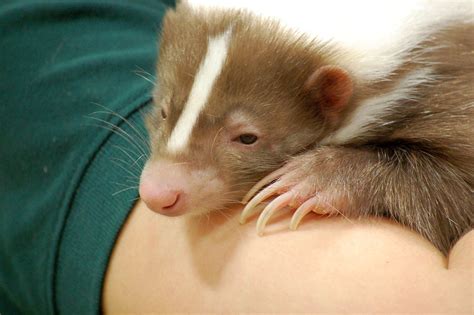 Sleepy Skunk | This striped skunk, Snickers, had a difficult… | Flickr