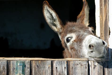 14 Best Treats and Toys for Busy-Minded Donkeys - Horse Rookie