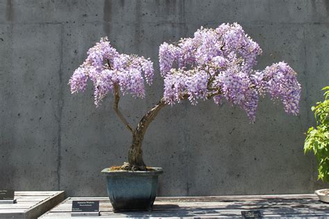 Japanese Wisteria in the Bonsai Exhibition Garden #ncarboretum | Wisteria bonsai, Bonsai tree ...