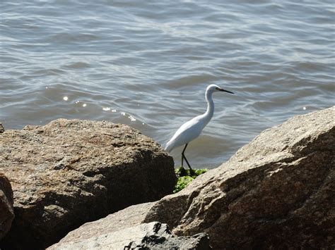 Heron Bird Rocks - Free photo on Pixabay - Pixabay