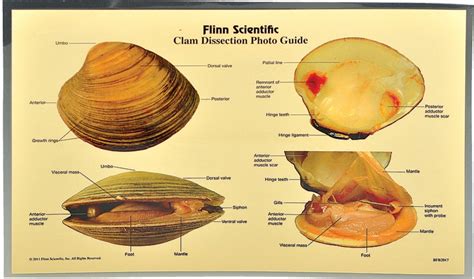 Clam Dissection Photo Guide, Pkg. of 5 | Flinn Scientific