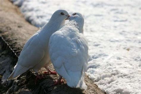 love-birds-kissing-12 | Birds | Pinterest