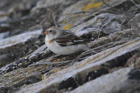 Snow Bunting [Male] | Taken at Powderham, Devon on 2nd March… | Christopher Teague | Flickr