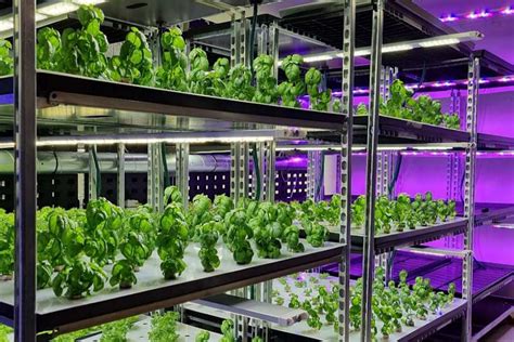 Plant factory technology makes vertical farming sustainable! - Avisomo