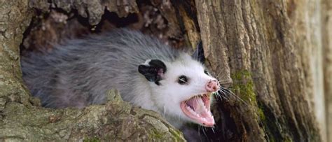 What Do Possums Eat? - A-Z Animals