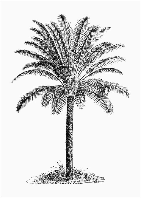 Vintage Palm Images | Free Vectors, PNGs, Mockups & Backgrounds - rawpixel