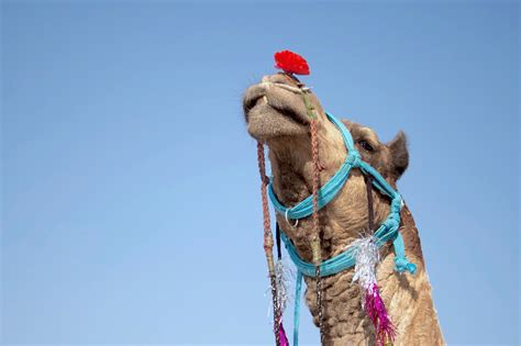 From a gold vending machine to camels: unusual facts about the UAE. | retoinest.com
